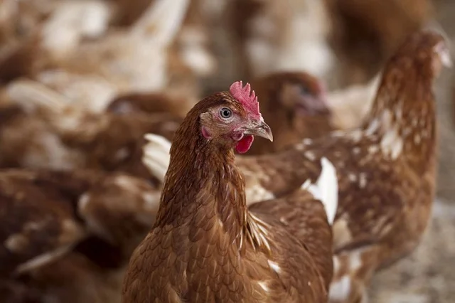 No case of bird flu in Kosovo