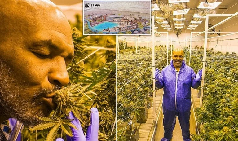 Biznesi i marijuanës, ja sa fiton në muaj Mike Tyson