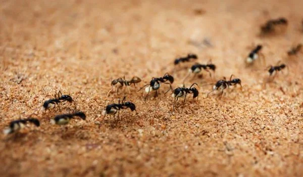 24 Le creature più pericolose del mondo e il numero di persone che uccidono ogni anno