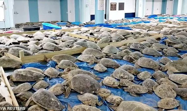 Americans rescue over 4,000 sea turtles from winter cold