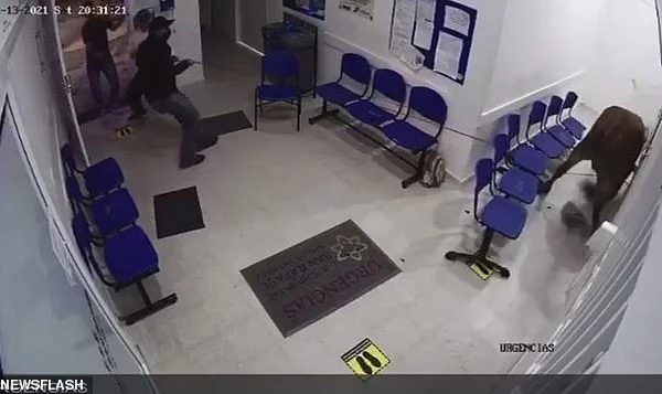 View: The cow goes into the hospital, attacks patients