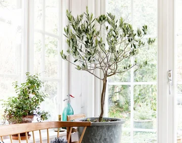 The whole world is planting olive trees in vases, the reason will surprise you