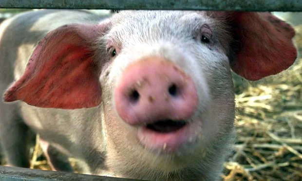Les porcs peuvent voler: les chercheurs forment les porcs à l'utilisation des ordinateurs