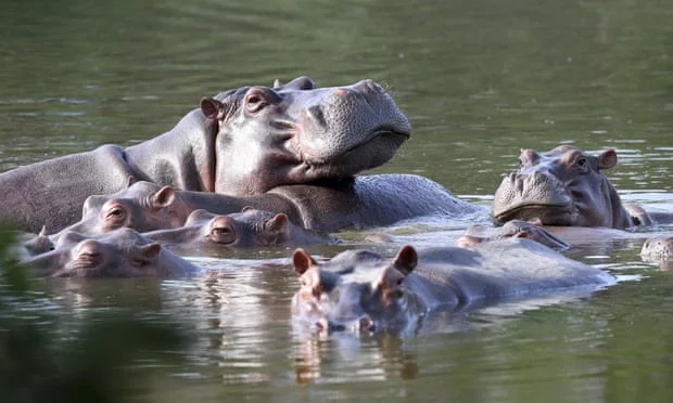 Scientifiques : Les hippocampes de Pablo Escobar sont devenus très dangereux, ils doivent être tués
