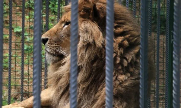 “La question du lion John”, Nitaj dit où il sera transféré