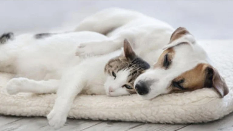 No sólo humanos, este país también comienza a probar animales Coronavirus