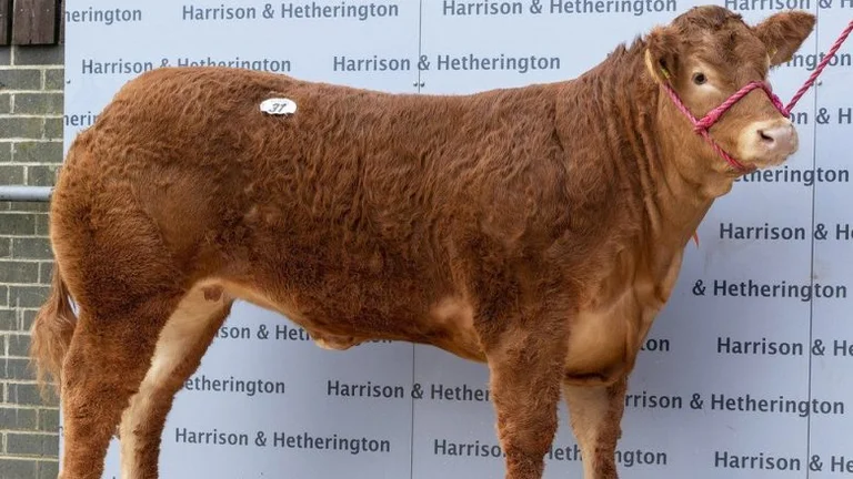 La vache est vendue pour 300 mille euros : C'est une vache brillante.