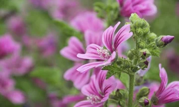 Eine Blume Thatals Viele Krankheiten