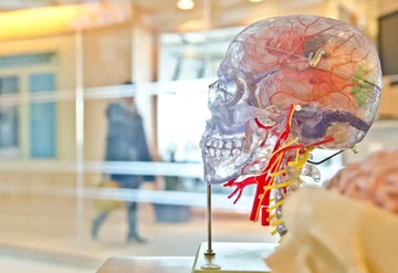 The Link Between Tooth Health and Alzheimer's Disease