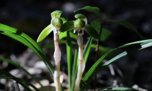 La flor que prospera cada vez que el esan llama