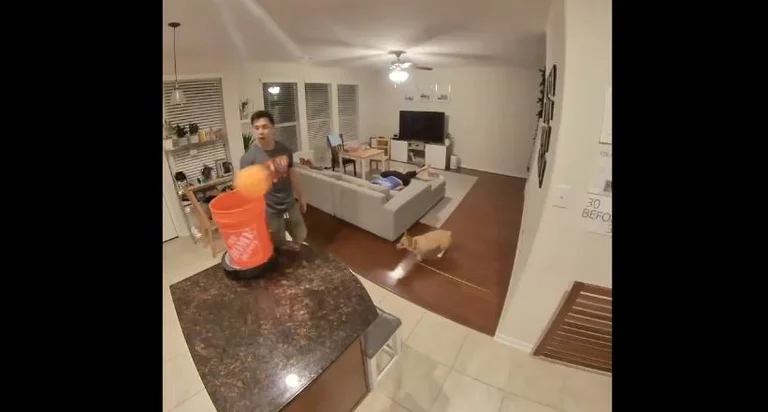 Das Welpenvideo, das den Ball mit dem Kopf trifft, wird viral