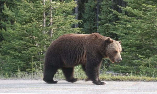 Oso en exhibición en Prizren, video publicado