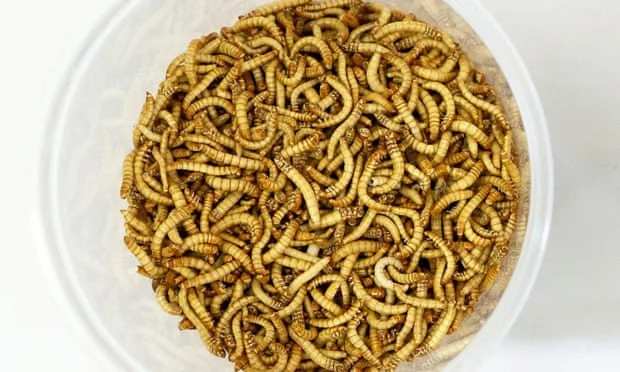 EU Food Agency: Gelbe Würmer können von Menschen frei gegessen werden