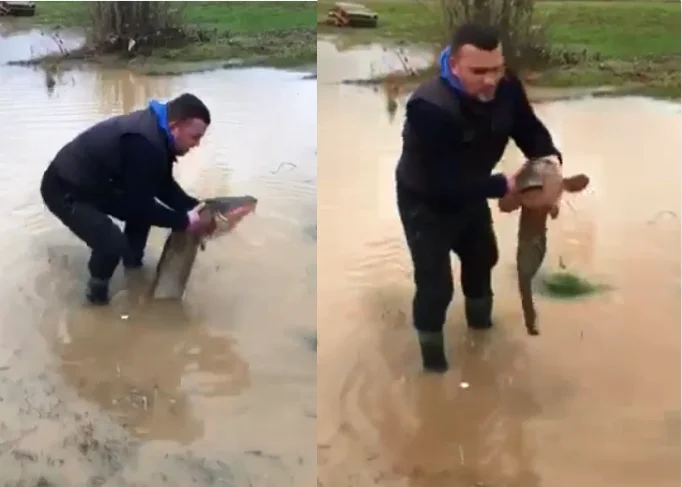Floods in Gjilan, citizen finds a big fish in the yard
