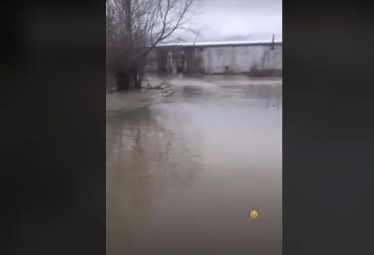 Floods: Crushing 50 perros en refugios en riesgo