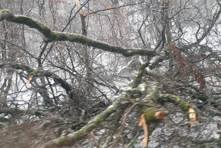 Même Germs n'a pas échappé aux vents et à la pluie, les arbres tombent