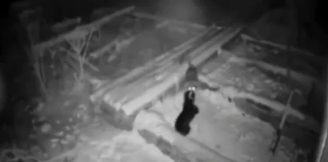 The wolf kills the dog in the backyard, rips him out of chains, and drags him around