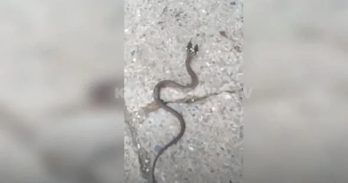 Serpent à deux têtes trouvé dans ce pays du Kosovo