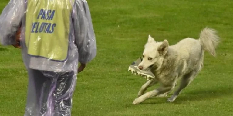 Dog goes into the field and stops the football game, see the players' reaction