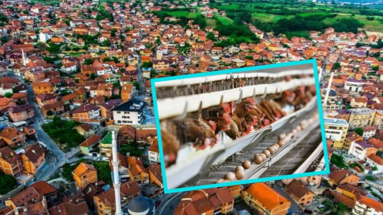 Quemar granjas en Rahovec: Cubrir 600 pollos