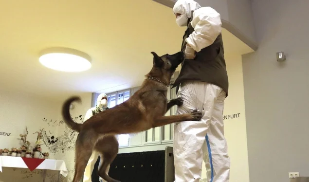 Austria presenta cane militare che puzza il coronavirus