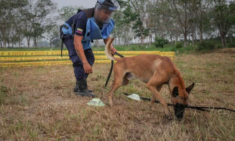 “Good free”, dogs train to discover Coddy-19 sniffing human sweat