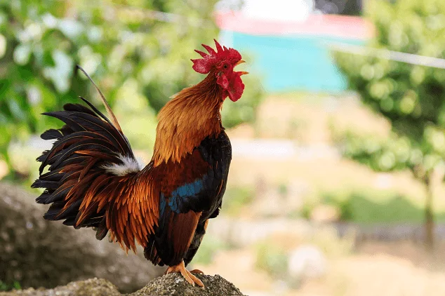 The owner of the slain cock collects 100 thousand signatures asking “for” for: The Killer Receives Symbolic Punishment