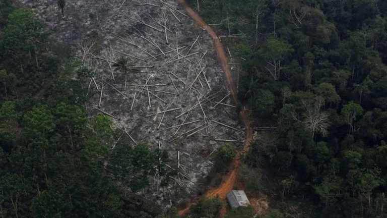 Amazon deforestation in Brazil reaches its highest level in 12 years