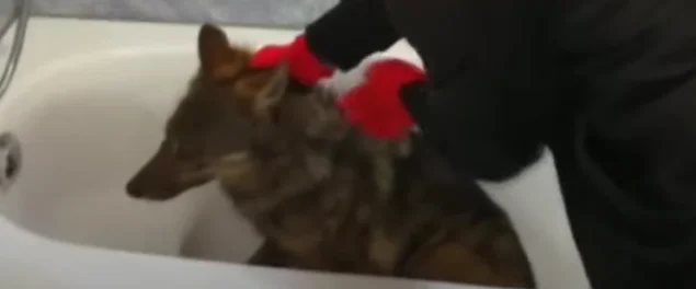 Le loup entre chez lui et se réfugie dans la salle de bain de la famille décanane.