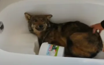 Le loup va dans les toilettes de la famille de Decani, est sorti d'une manière ou d'une autre (Vidéo)