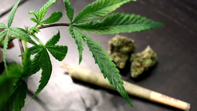97 % des Kosovars n'ont jamais connu de cannabis