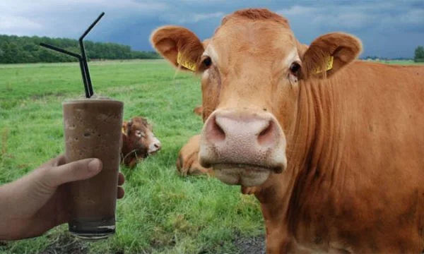Over 16 million Americans believe that chocolate milk comes from brown cows
