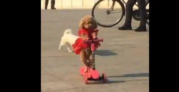C'est le chien le plus intelligent de Chine ?