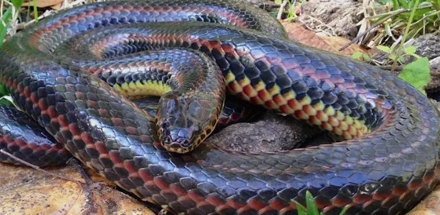 Cette drogue est faite de venin de serpent