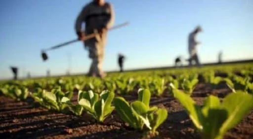 Baisse marquée des prix des inputs agricoles