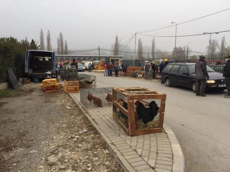 Dans les rues de Mitrovica poulets et autres animaux vendus en période de pandémie