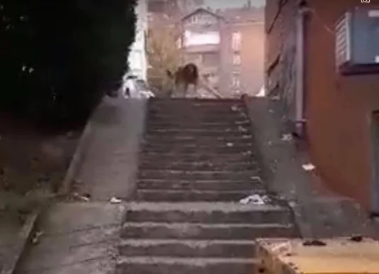 Ciudadanos de la Costa del Sol lynch el perro guardián (Vídeo)