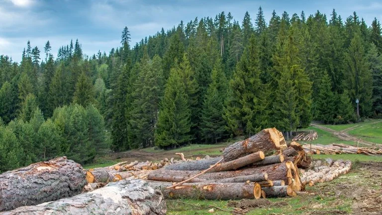 Está destruyendo las abejas de Istog