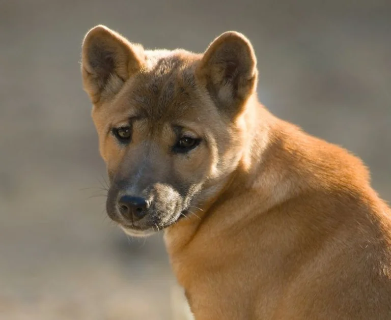 DNA analysis clearly states: The dog is man's oldest friend