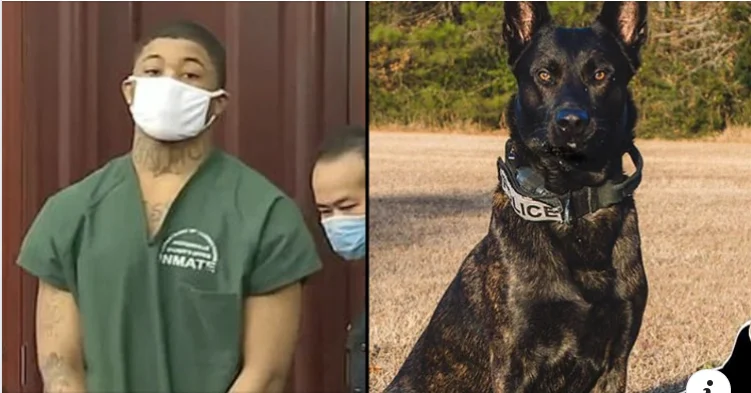 Tinger, der den Polizeihund getötet hat, wird zu 25 Jahren Gefängnis verurteilt