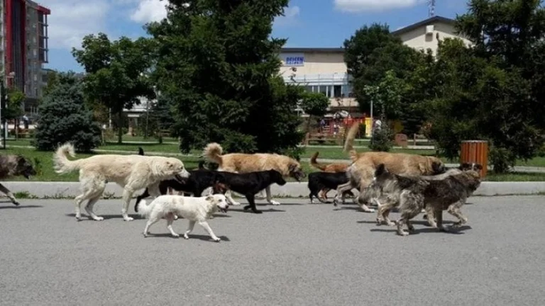 Les maires blâment AUVK pour les chiens errants