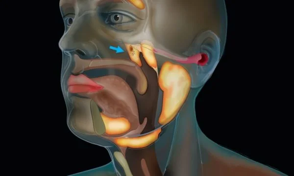 New organ detected inside the human head