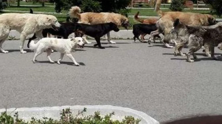 Trois personnes sont attaquées par un groupe de chiens à Pristina : l'une d'elles est la plus blessée