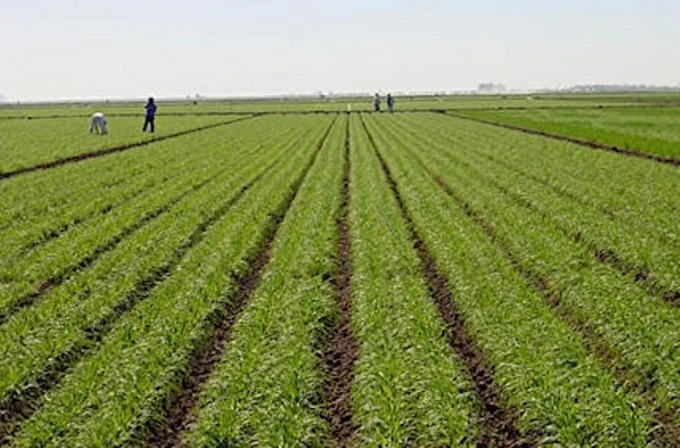 Agriculture Ministry executes fees for compensation of farm damages