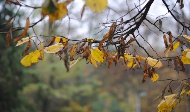 Météo pour la semaine prochaine