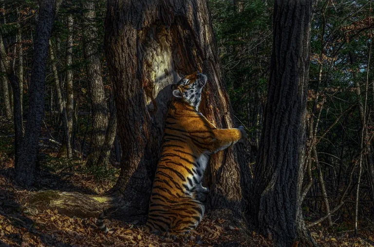 Le fotografie russe hanno richiesto 11 mesi per catturare quel momento, hanno vinto il “award. 2020