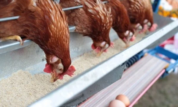 Split 43 thousand euros for construction of a poultry farm in Dubrava Prison