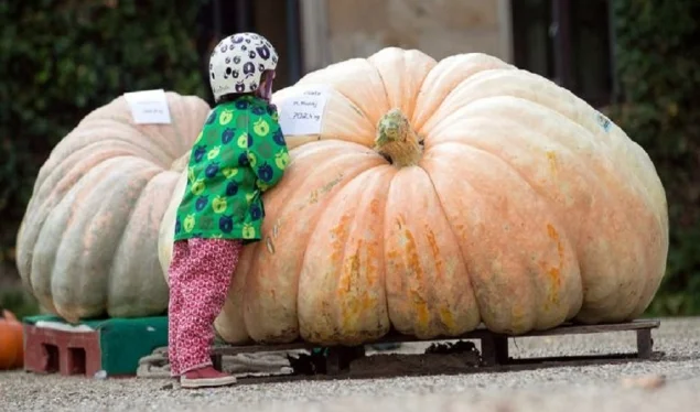 ​Kungulli 702.4 kilogramë fiton kampionatin e Saksonisë së Ulët