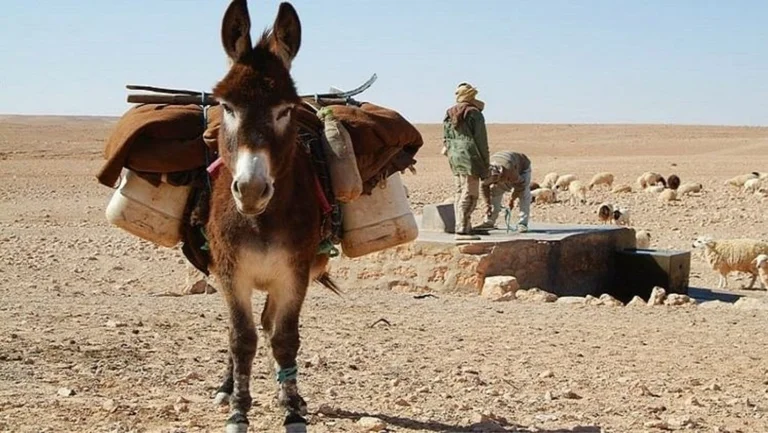 ISIS with a donkey loaded with explosives makes assassinations to Nigeria's governor
