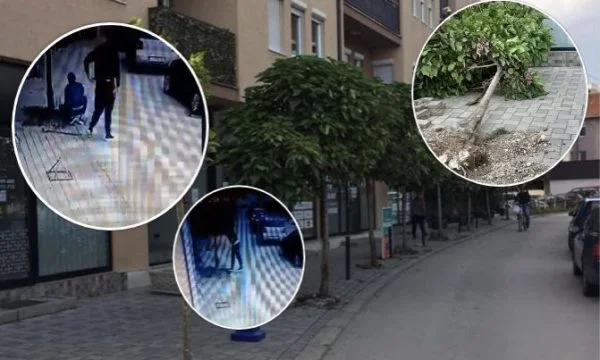 Two local owners pulled trees out of public space. They're criminally criminalized, and they're up to 200 euros.